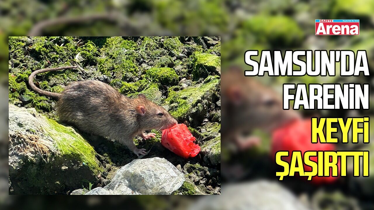 Samsun'da farenin keyfi görenleri şaşırttı