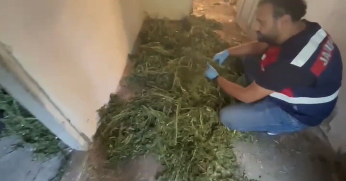 Bafra'da 63 Kilo Esrar Ele Geçirildi, Şüpheli Tutuklandı (1)