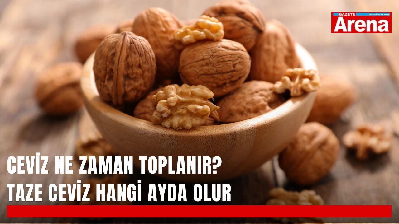 Ceviz ne zaman toplanır? Taze ceviz hangi ayda olur?