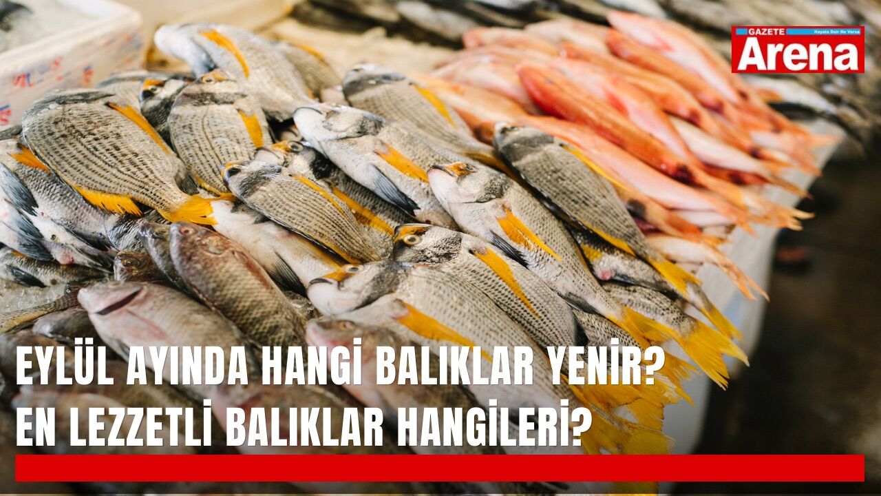 Eylül ayında hangi balıklar yenir? En lezzetli balıklar hangileri?
