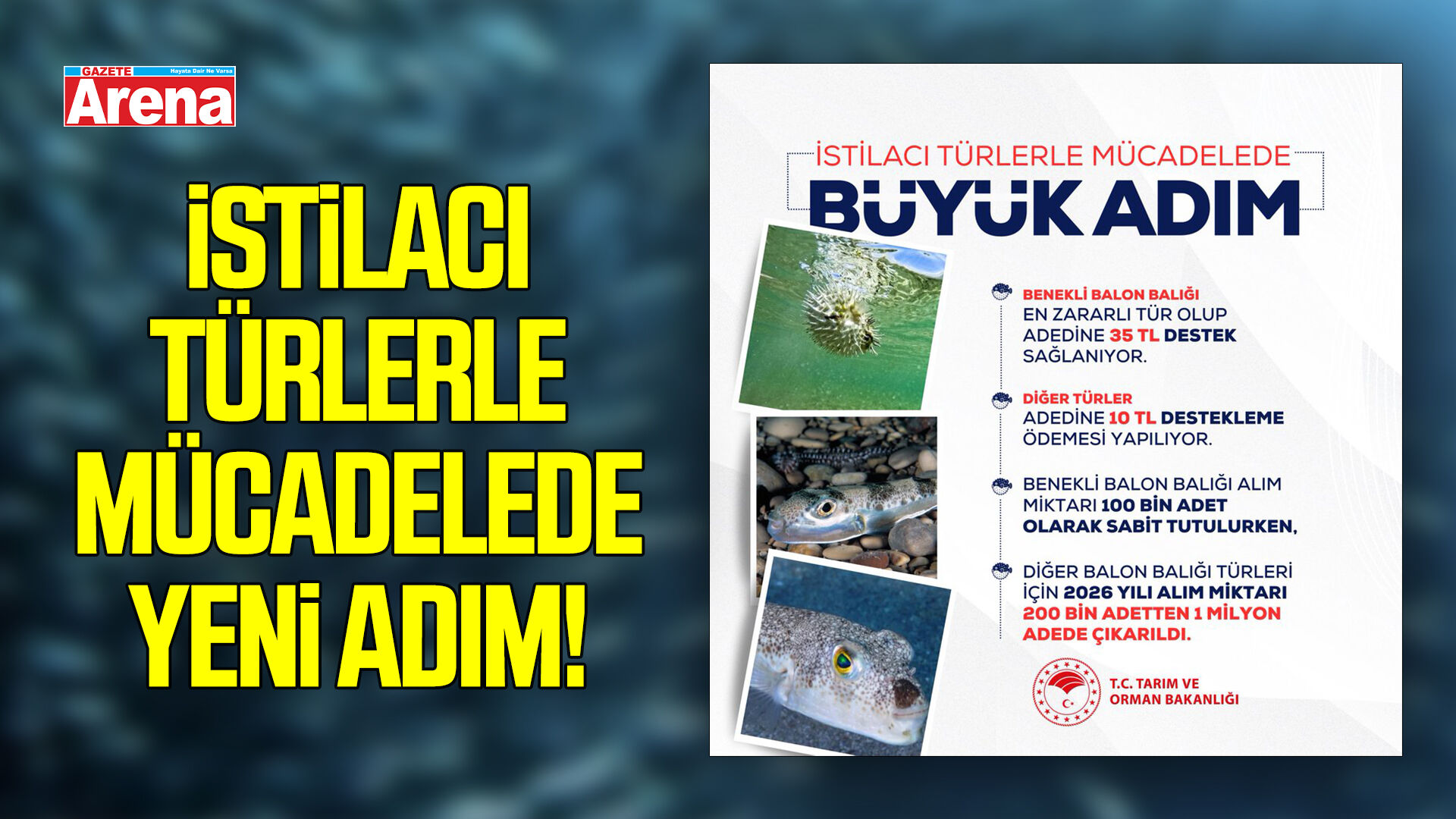 İstilacı türlerle mücadelede yeni adım! Balon balığı alım kotası 1 milyon adede çıkarıldı