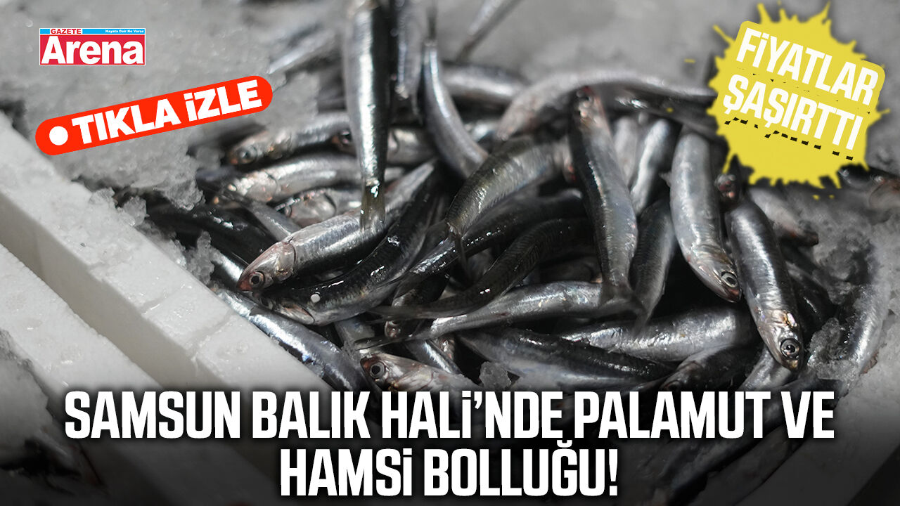 Samsun Balık Hali’nde palamut ve hamsi bolluğu!
