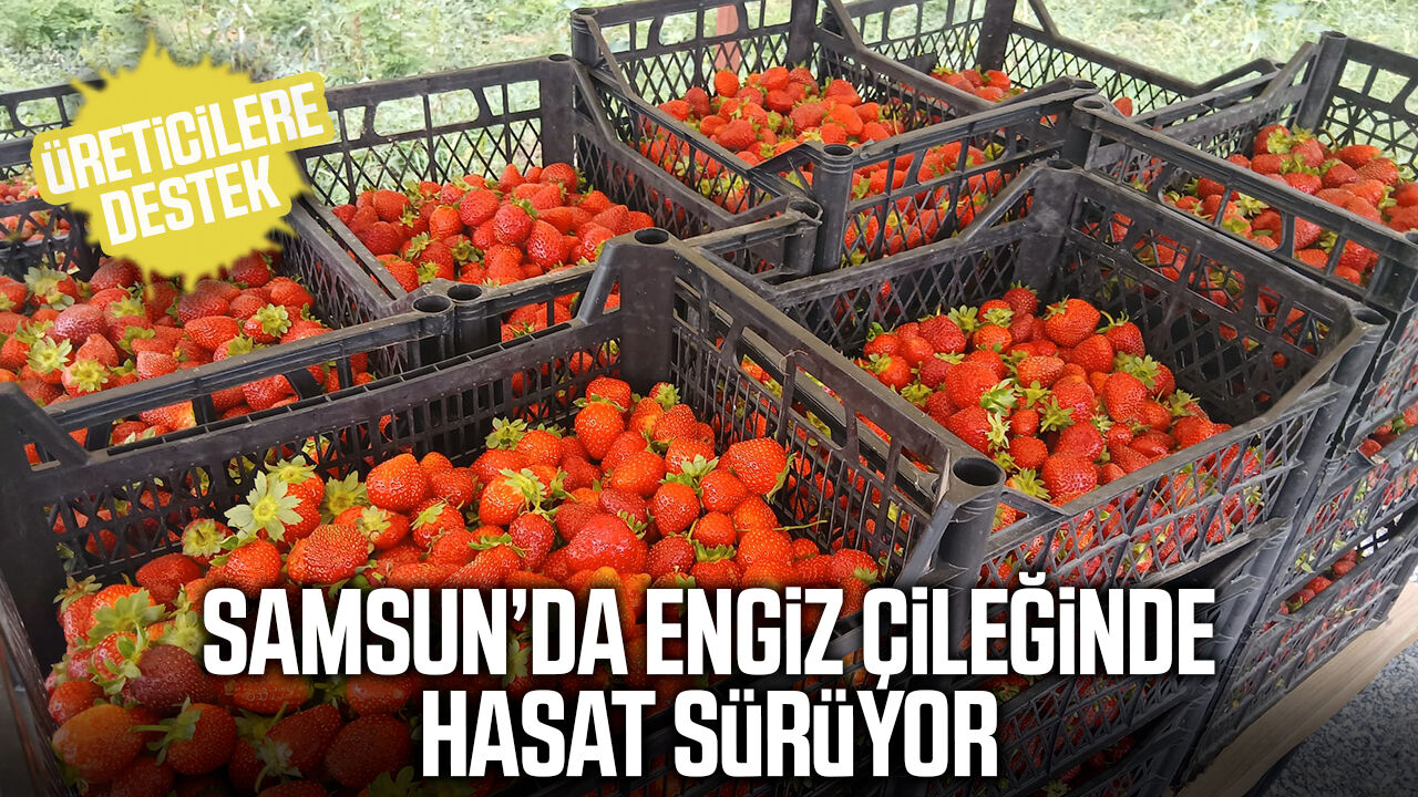 Samsun’da Engiz çileğinde hasat sürüyor
