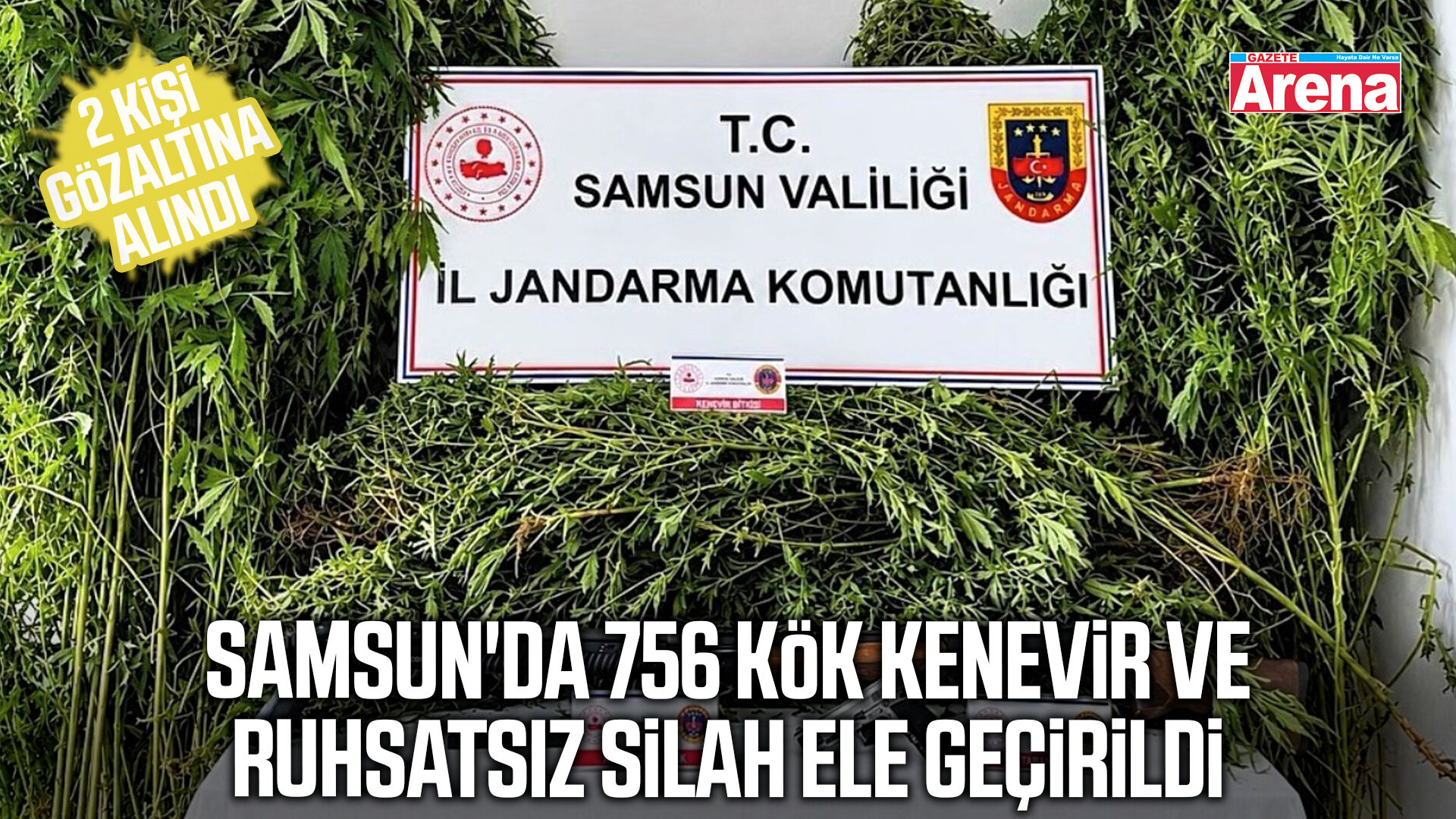 Samsun'da 756 kök kenevir ve ruhsatsız silah ele geçirildi