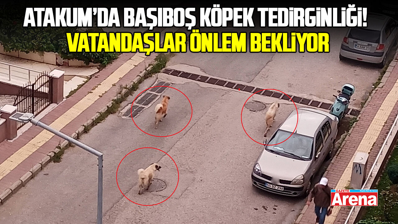 Atakum’da başıboş köpek tedirginliği! Vatandaşlar önlem bekliyor