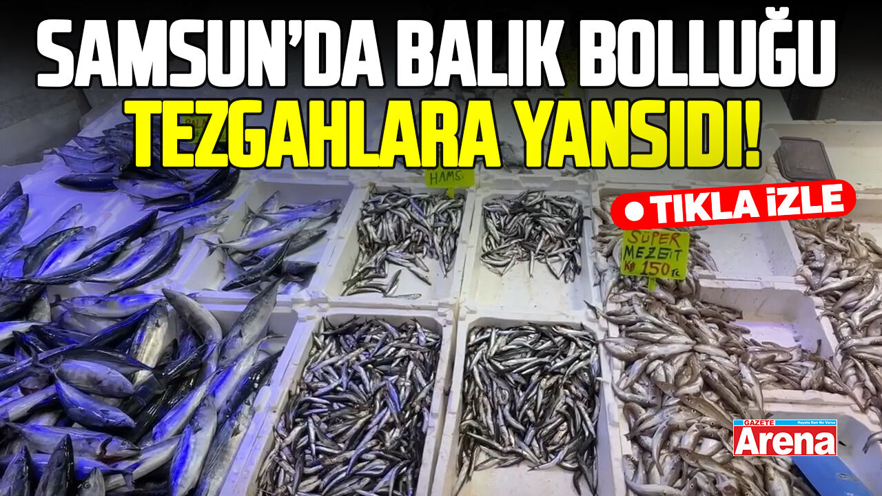 Samsun’da balık bolluğu tezgahlara yansıdı! palamut 50 liraya düştü
