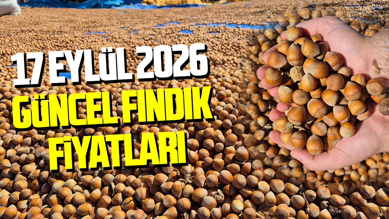 17 Eylül 2026 güncel fındık fiyatları