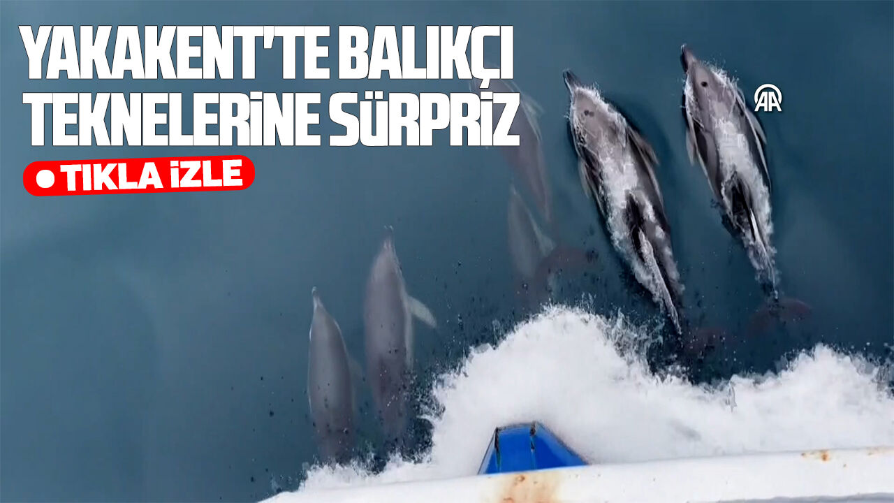 Yakakent'te balıkçı teknelerine yunus sürüsü eşlik etti