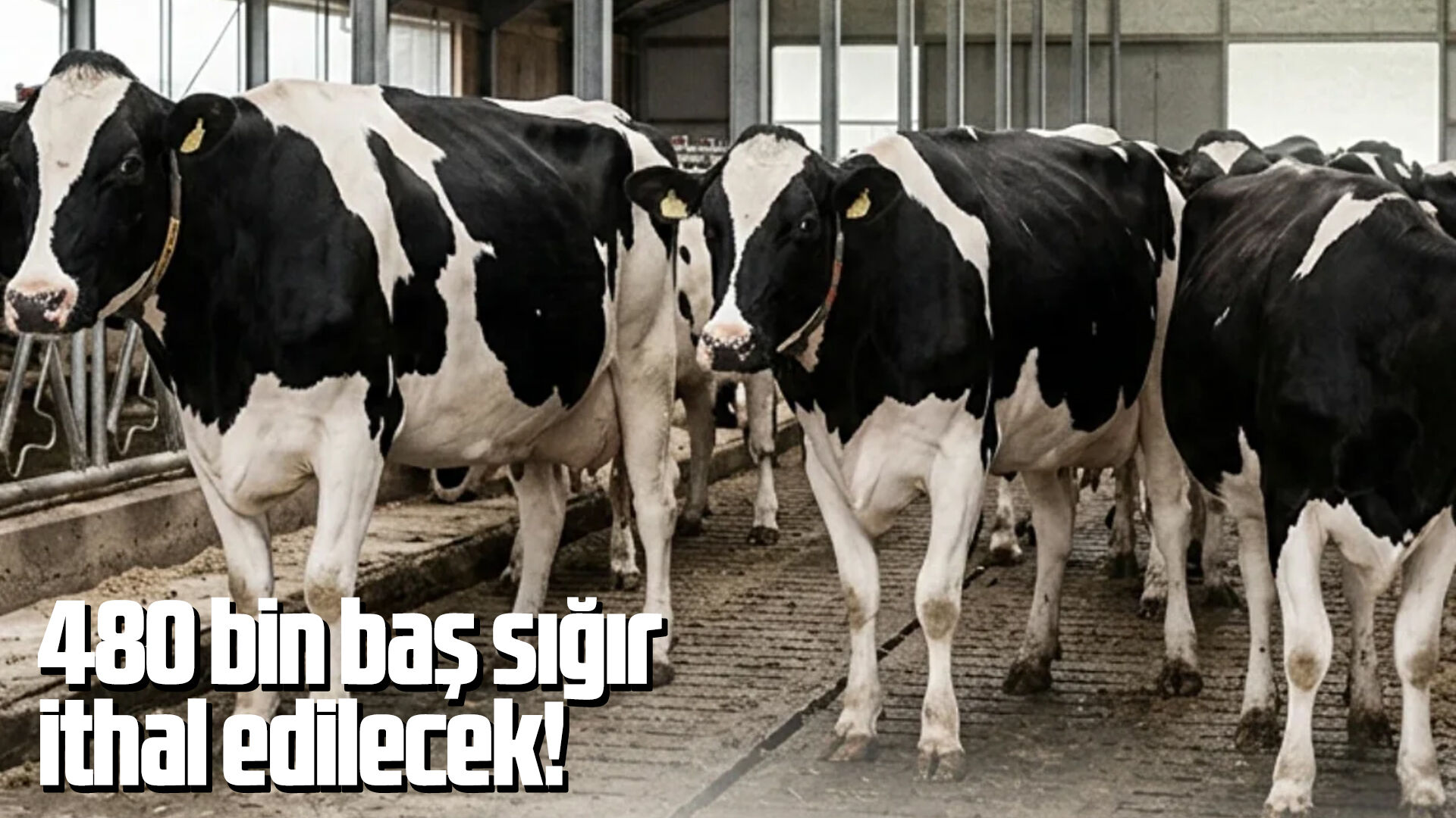 480 bin baş sığır ithal edilecek!