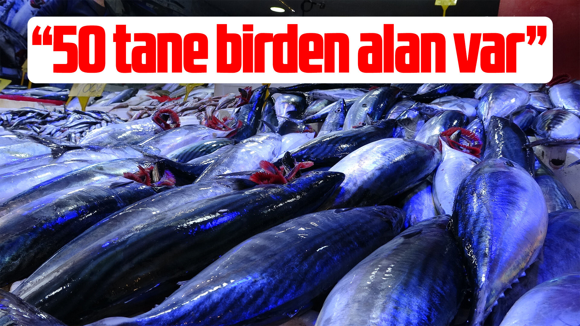 Samsun'da palamut bolluğu fiyatları dibe çekti