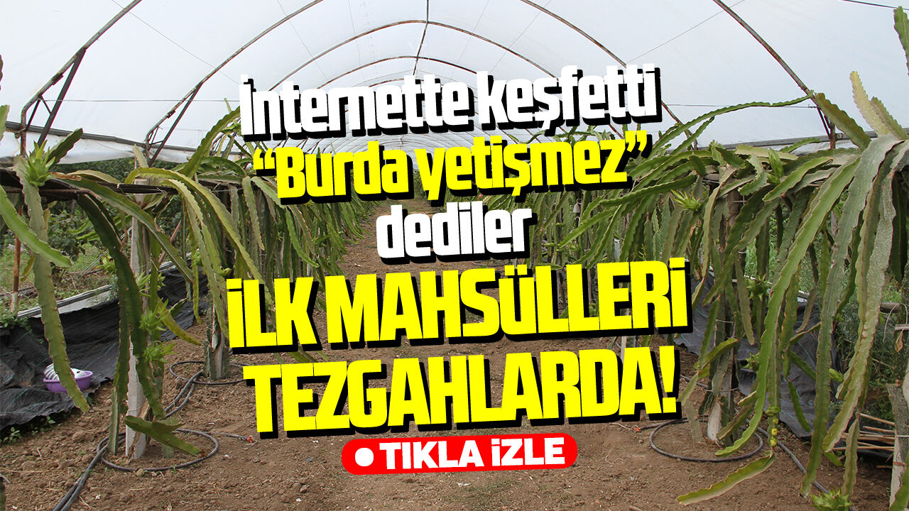 Çarşamba'da tropikal başarı: Hasada başladı