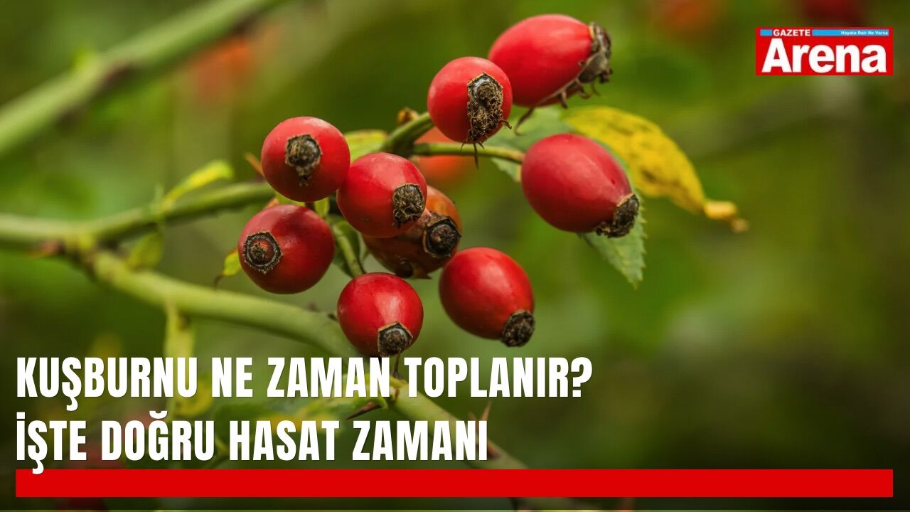 Kuşburnu ne zaman toplanır? İşte doğru hasat zamanı