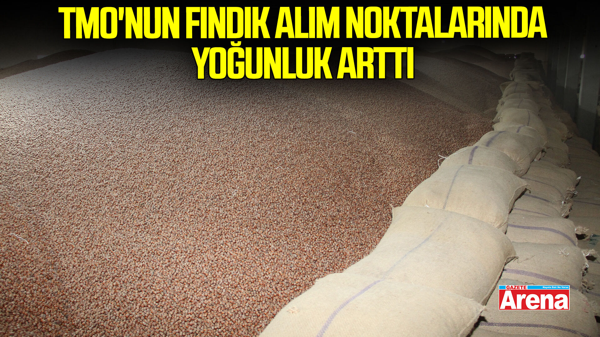 Samsun'da TMO'nun fındık alım noktalarında yoğunluk arttı