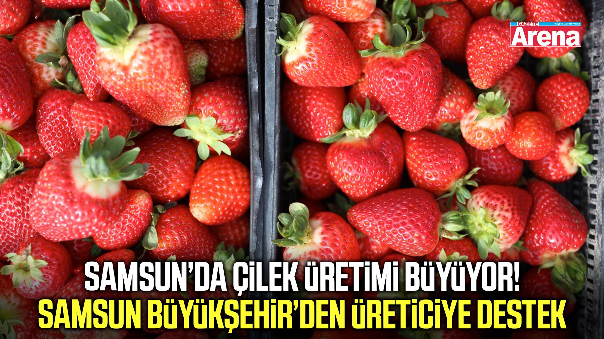 Samsun’da çilek bahçeleri hayatları değiştiriyor!