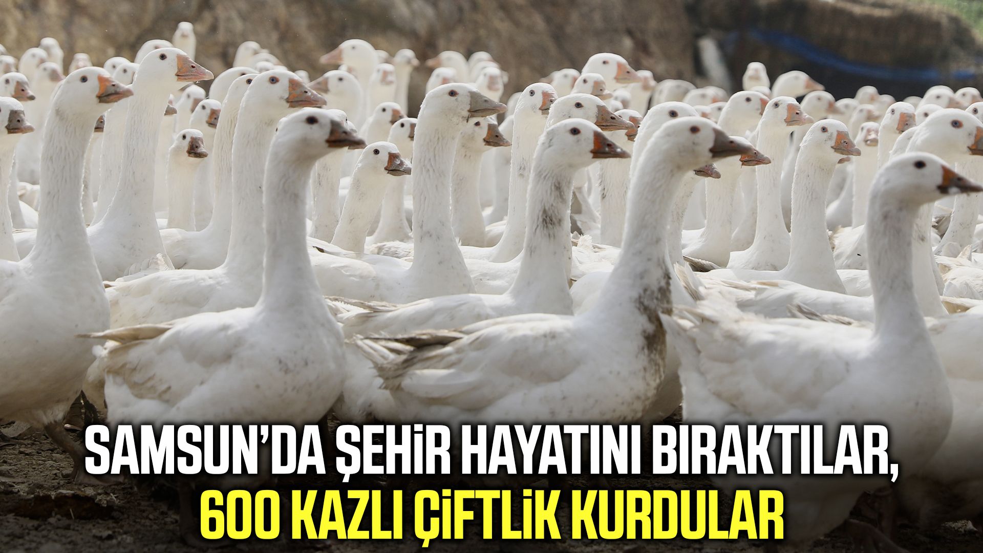 Samsun’da çocukluk hayali kaz çiftliğine dönüştü